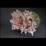 Inside the Birth 10x14x12 in.jpg